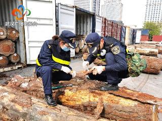 华体育官网登录湖北口岸首次截获检疫性有害